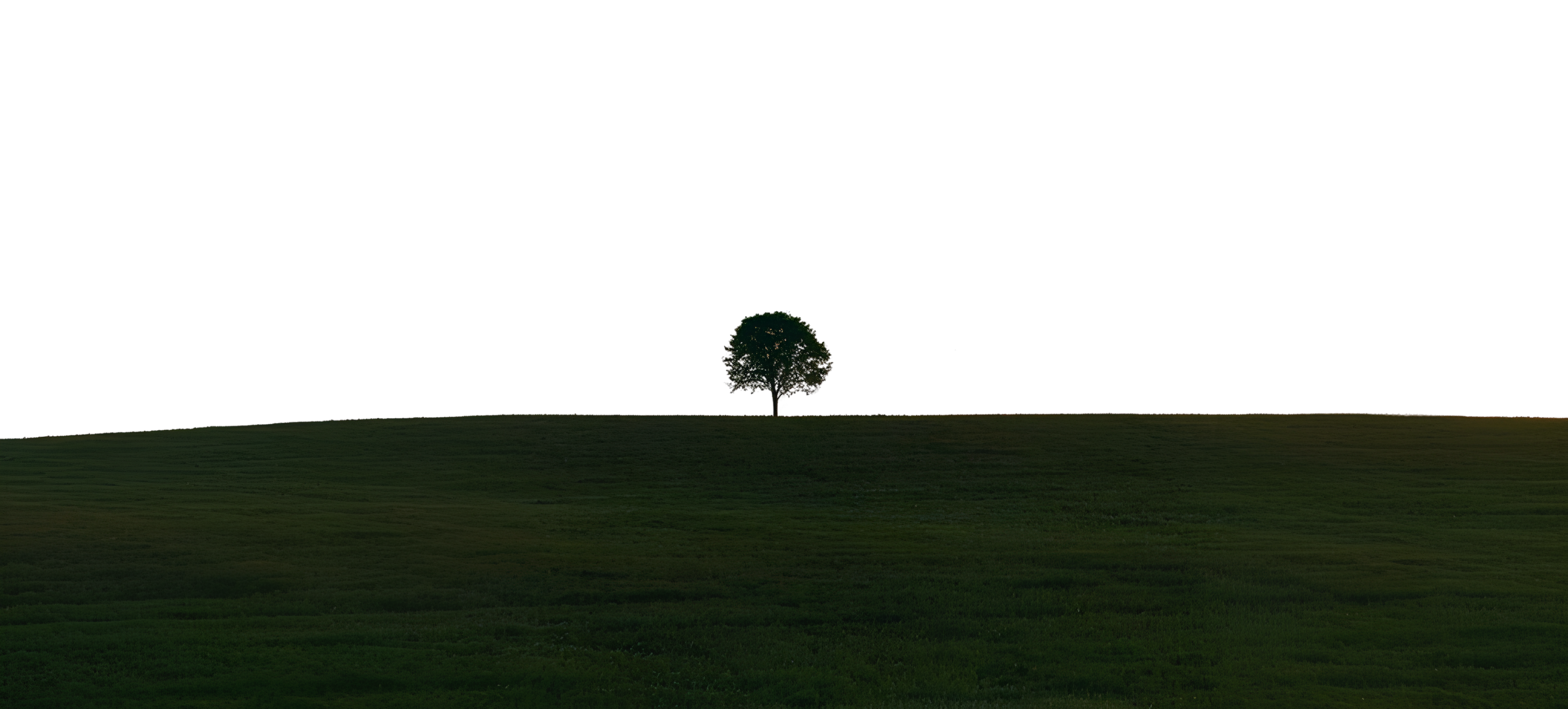 Lone tree in field